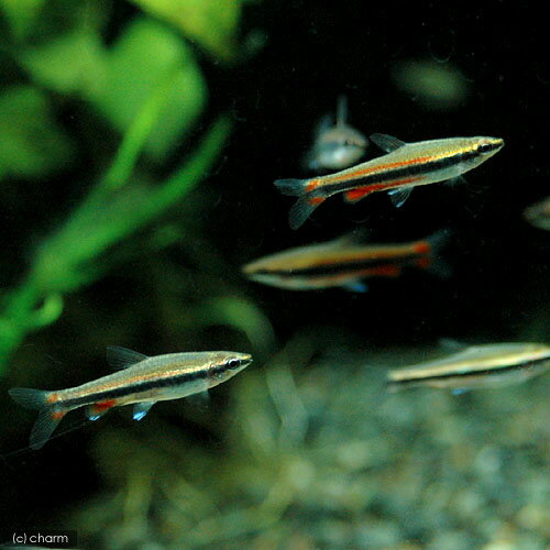 (熱帯魚)ナノストムス・ベックホルディ(3匹)...の紹介画像3
