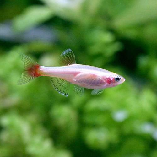 （熱帯魚）ゴールデンアカヒレ（5匹）　北海道・九州航空便要保温