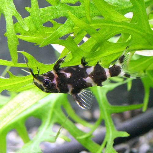 （熱帯魚）ゼブラ・サカサナマズ（3匹）　北海道・九州航空便要保温