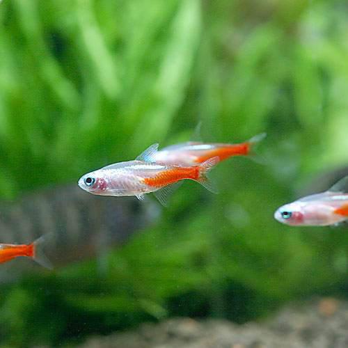 ホワイトダイヤモンド・ネオンテトラ...