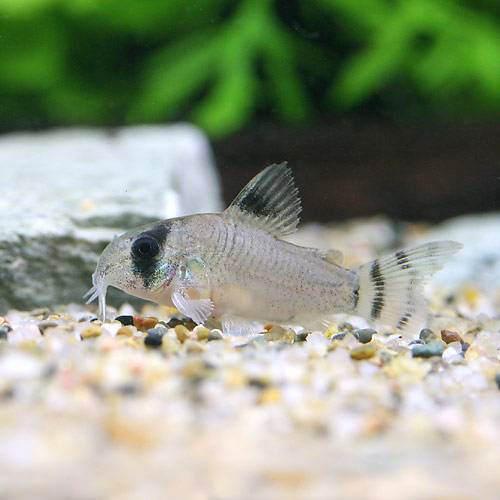 （熱帯魚）コリドラス・オイヤポクエンシス（ブリード）（3匹）　北海道・九州航空便要保温