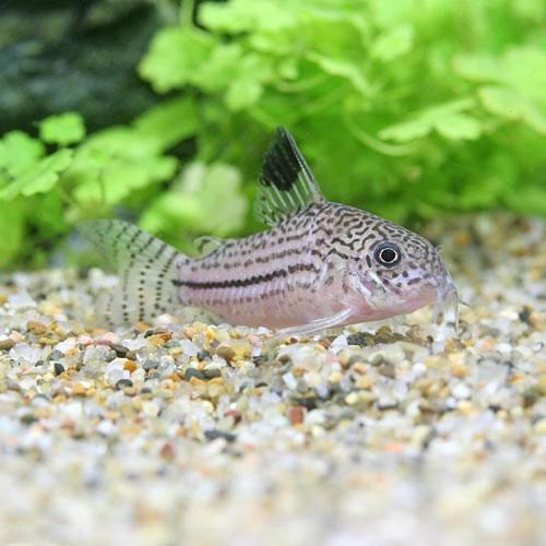 （熱帯魚）コリドラス・ジュリー　プルス（ワイルド）（3匹）　北海道・九州航空便要保温　沖縄別途送料