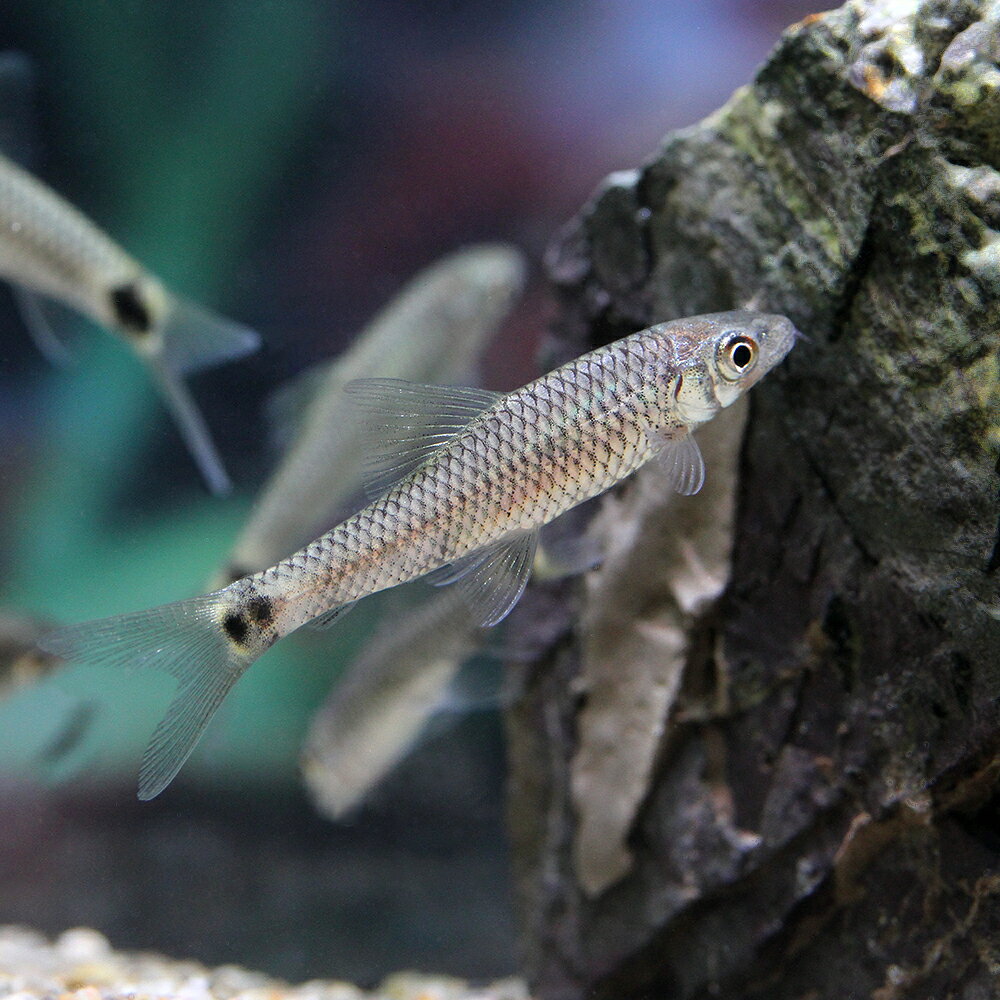 （熱帯魚）シルバー・フライングフォックス（3匹）　北海道航空便要保温