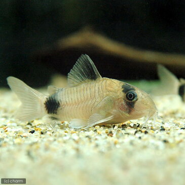 （熱帯魚）コリドラス・パンダ（6匹）　北海道・九州・沖縄航空便要保温