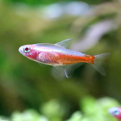 カージナルテトラ産卵動画 Cardinal Tetra Spawning 熱帯魚繁殖 新着情報