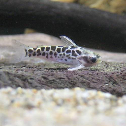 （熱帯魚）ゴールデンレオパードタティア（ワイルド）（3匹）　北海道・九州航空便要保温