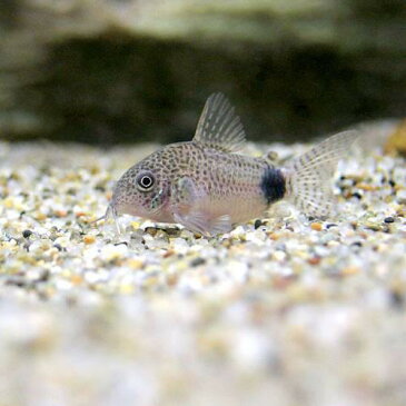 （熱帯魚）コリドラス・カウディマキュラータス（ブリード）（3匹）　北海道・九州・沖縄航空便要保温