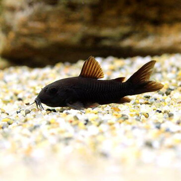 （熱帯魚）コリドラス・ベネズエラブラック（3匹）　北海道・九州・沖縄航空便要保温　沖縄別途送料