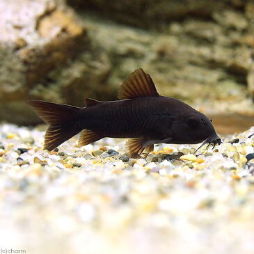 （熱帯魚）コリドラス・ベネズエラブラック（3匹）　北海道・九州・沖縄航空便要保温　沖縄別途送料