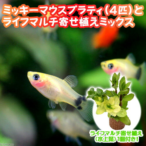 （熱帯魚）（水草）イエローミッキ