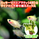 (熱帯魚)(水草)イエローミッキーマウスプラティ(4匹)+ライフマルチ(茶) 寄せ植えミックス(水上葉) 1個 北海道・九州航空便要保温