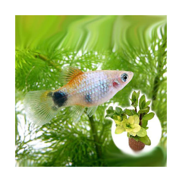 （熱帯魚）（水草）ブルー・ミッキーマウスプラティ（4匹）＋ライフマルチ（茶）　寄せ植えミックス（水上葉）　1個　北海道・九州航空..