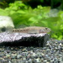 ウキゴリの飼い方 徹底解説 必要な用品 エサ 飼育環境 総まとめ Diyなアクアリウム ウキゴリの飼い方 徹底解説 必要な用品 エサ 飼育環境 総まとめ Diyなアクアリウム