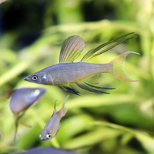 （熱帯魚）ニューギニアレインボー（20匹）　北海道・九州航空便要保温