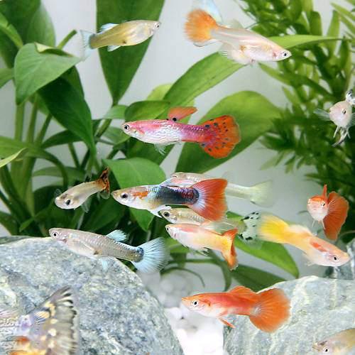 （熱帯魚）外国産ミックスグッピー（100ペア）　北海道・九州航空便要保温