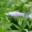 (熱帯魚)シルバー・モーリー(4匹) 北海道・九州航空便要保温