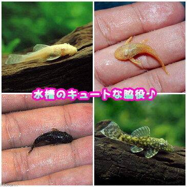 （熱帯魚）ミニミニブッシーセット（ミニブッシープレコ1匹＋アルビノミニブッシー1匹）（計2匹）　北海道・九州・沖縄航空便要保温