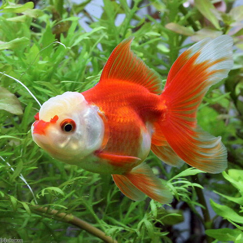 （国産金魚）飯田オランダ獅子頭　更紗（1匹）