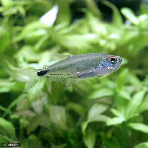 （熱帯魚）アロワナ・テトラ　コロンビア（ワイルド）（1匹）　北海道・九州航空便要保温