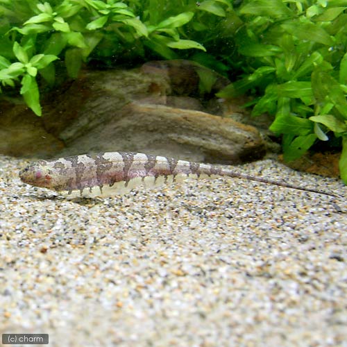 （熱帯魚）リーフ・ナイフフィッシュ（1匹）　北海道・九州航空便要保温