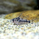 (熱帯魚)コリドラス・ボエセマニー(ブリード)(1匹) 北海道航空便要保温 沖縄別途送料
