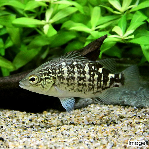 カルボナンダス パプアニューギニアWild