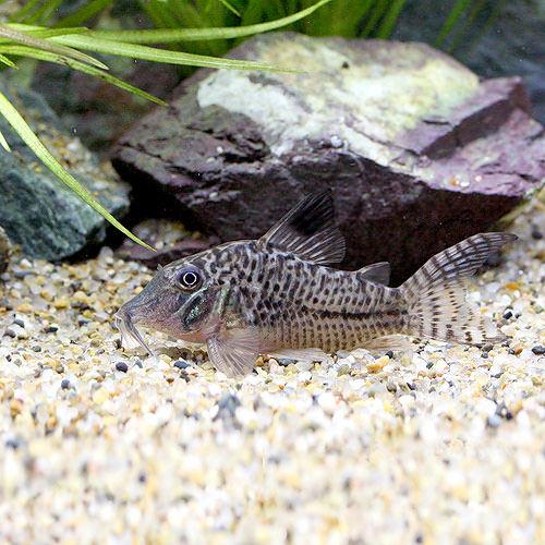 （熱帯魚）コリドラス・アクトゥス（ワイルド）（1匹）　北海道・九州航空便要保温