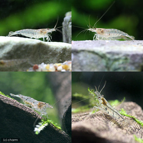 �ʥ��ӡ˥��������̥ޥ��ӡ�1ɤ�ˡ��̳�ƻ���彣�Ҷ������ݲ�