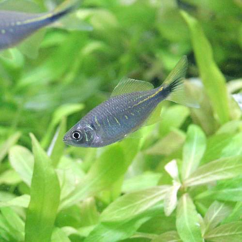 （熱帯魚）ダニオ・デバリオ（1匹）　北海道・九州航空便要保温