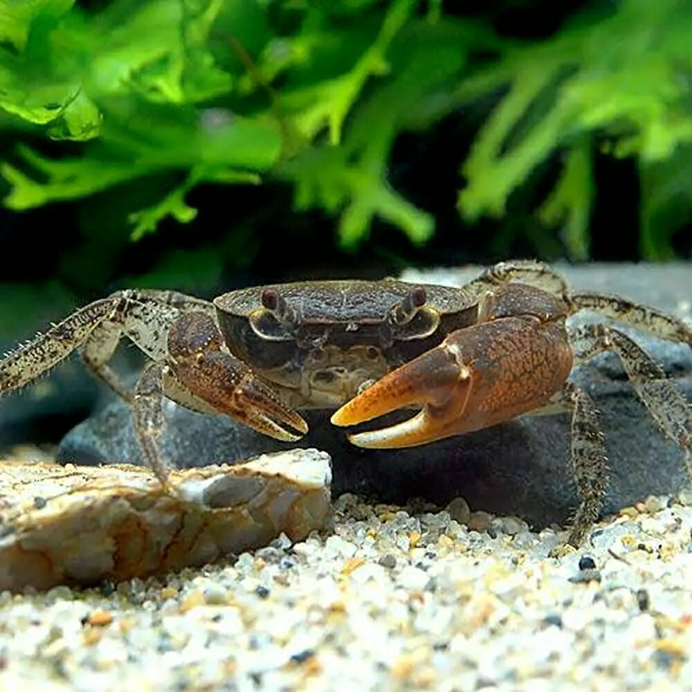 �ʥ��ӡ����ˡ˥�奦���奦���塞�ˡ�1�ڥ��ˡ��̳�ƻ���彣�Ҷ������ݲ�