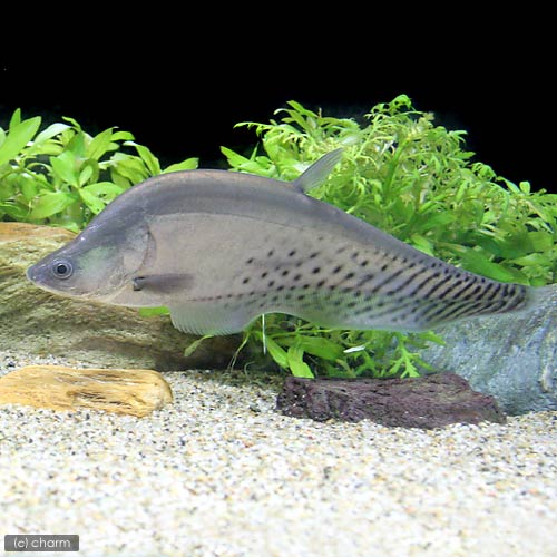 （熱帯魚）ロイヤル・ナイフフィッシュ（1匹）　北海道・九州航空便要保温