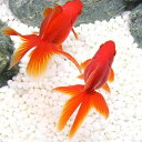 (国産金魚)飯田琉金(3匹)