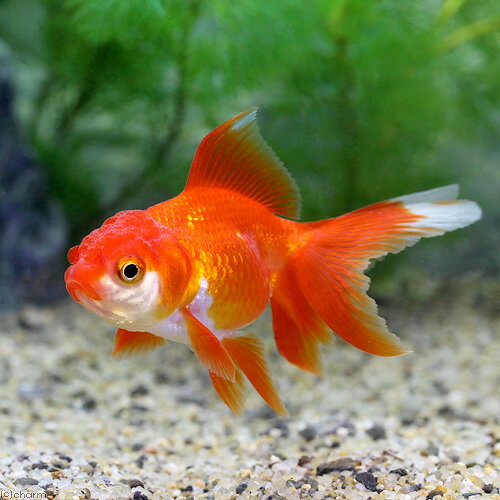 （国産金魚）飯田オランダ獅子頭（3匹）