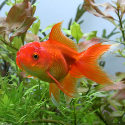 （国産金魚）飯田オランダ獅子頭（3匹）