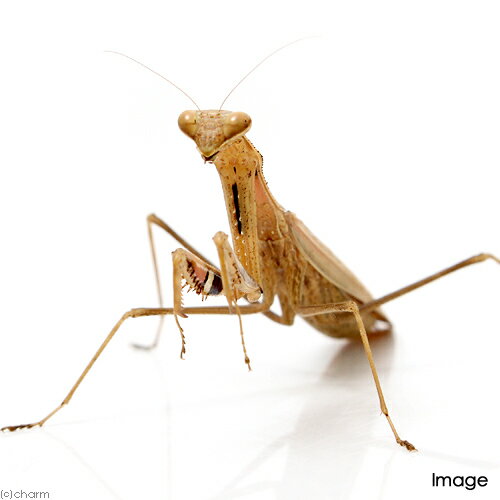 （昆虫）コカマキリ　褐色型　成虫　WC　メス（1匹）のサムネイル