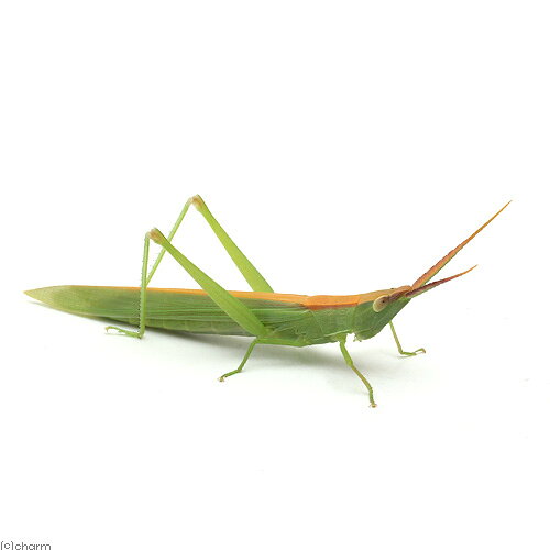 （昆虫）ショウリョウバッタモドキ　メス　成虫　WD（1匹）　北海道・九州航空便要保温