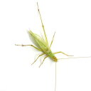 (昆虫)カンタン オス 成虫 WD(1匹)