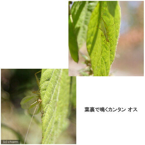 （昆虫）カンタン　メス　成虫　WD（1匹）