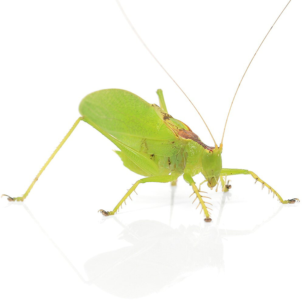 （昆虫）ハタケノウマオイ　オス　成虫　WD（1匹）