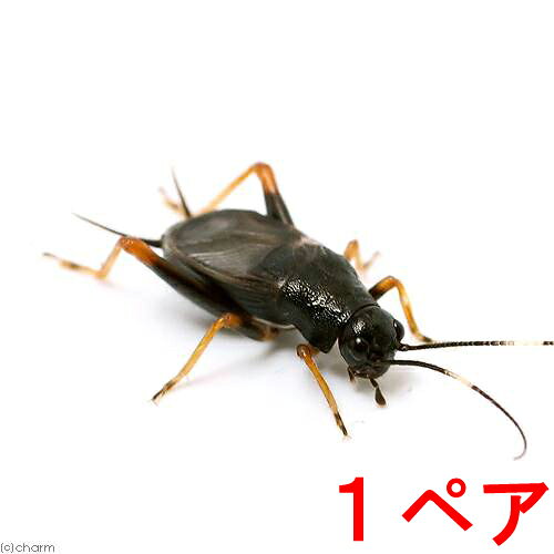 知る人ぞ知る美声種！クマスズムシ（1ペア）販売名CB個体※サイズは約0．5〜1cmのものです。※オス1匹メス1匹での発送となります。※触覚の多少の欠けはご容赦ください。別名熊鈴虫学名（※）Sclerogryllus　punctatus（※）…学名が不明の種は流通名での記載の場合があります。生息地日本　—　本州、四国、九州、対馬体長（参考）50〜65mm飼育要件（※）最大体長　　　→　7〜12mm温度　　　　　　→　15〜25度湿度　　　　　　→　50％前後産卵形態　　　　→　ススキやササなどの枯れ枝に産卵成虫寿命　　　　→　約2ヶ月餌　　　　　　　 →　葉野菜・根菜・熱帯魚の餌など、雑食性。水分切れとタンパク質不足に注意。総合難易度　★★★☆☆ ※…飼育要件は一例です。必ずしもこの環境下であれば飼育・ブリードできることを確約するものではございません。どんな種類？本州、四国、九州に生息するコオロギの仲間です。スズムシに似た外見を持ちますがコオロギの仲間で、「シュッシュッシュ、ビーン」と2音が混ざったような美しい鳴き声から、人気の種です。黒褐色の体色を持ち、脚の先は黄色く、触覚の真ん中付近が白いのが最大の特徴です。またメスは翅が腹部より短く、上翅に縦筋が入るのが特徴です。晩夏から秋に発生し、林縁の草原などで見られますが、1cm程度の微小なサイズのため、なかなか見つけられません。生息しているところでは個体数がそれほど少なくないわけではありませんが、分布は局所的である場合が多いです。樹木や林縁のクズやササで覆われた藪で、特に藪の下側に枯れたササの葉や、乾燥した草木片で覆われたような環境でよく見られます。これらの条件さえ合えば、民家の庭や畑の脇でも見られます。飼育はスズムシ同様で問題ありませんが、やや湿度のある環境での飼育が適しています。繁殖コオロギやスズムシなどに比べ繁殖はやや難しいです。ケースは小から中サイズのものを使用しましょう。スズムシ用のマットや赤玉土を敷き、隠れ家として薄い板と、産卵床になる枯れたススキやササ、アジサイの茎を多数入れておくとよいでしょう。産卵床にはヤシの皮でできたハスクや園芸用の敷き藁を代用することも可能ですが、産卵数が少なく、メスが産卵床を選べるように様々な産卵床を入れておくほうが良いでしょう。春〜初夏になると卵からふ化してくるので餌や水を切らさないように管理しましょう。産卵さえうまくいけば何でもエサを食べ、共食いも少なく、プラケースの垂直面を登ることもないので飼育しやすいです。亜種—昆虫ゼリー　お試しプロゼリー（16g　5個入り）　カブトムシ・クワガタ・スズムシ用ディスプレイ用流木　Sサイズ　約10〜15cm　1本　形状お任せ　レイアウト素材　流木　爬虫類　昆虫　オカヤドカリ　塊状コオロギ・スズムシ用　産卵用土　130g　飛び散り防止ネット付　コオロギ　鈴虫　繁殖　産卵床スズムシ・コオロギ用　エサ台　プロ仕様　3個入りマルカン　スズムシのエサ　お徳用　90g（専用エサ皿付）　昆虫　鈴虫用　餌ミタニ　ハスクチップ　2L　昆虫マット　爬虫類　昆虫　底床土　瀬戸ヶ原花苑　赤玉土　小粒　3リットル　園芸　単用土　お一人様5点限り鳴き虫の産卵材　とまり木　ハスクスライス　5本　スズムシ　鈴虫　コオロギ鳴き虫の産卵棒（プロ仕様）　1本　スズムシ　鈴虫　コオロギ鳴き虫用産卵材　アジサイの枝　10本　クマスズムシ　カネタタキ用品のみ　鳴き虫簡単飼育セット　4点セット（プラケース・流木・餌・マット）　スズムシ　鈴虫　コオロギ用品のみ　鈴虫飼育　7点セット（風山石2個・水槽・蓋・餌・マット・オアシス） … 昆虫　クマスズムシ　1ペア　熊鈴虫　Sclerogryllus　punctatus　▲鳴き虫　20130831　MS　_insect　直翅目　バッタ　鳴く虫　y26m08 restock kongetsunyukainsect YO（昆虫）クマスズムシ　オス　成虫　CB（1匹）　北海道・九州航空便要保温（昆虫）クマスズムシ　メス　成虫　CB（1匹）　北海道・九州航空便要保温構成する商品内容は在庫状況により予告無く変更になる場合がございます。予めご了承下さい。■この商品をお買い上げのお客様は、下記商品もお買い上げです。※この商品には付属しません。■昆虫ゼリー　お試しプロゼリー（16g　5個入り）　カブトムシ・クワガタ・スズムシ用ディスプレイ用流木　Sサイズ　約10〜15cm　1本　形状お任せ　レイアウト素材　流木　爬虫類　昆虫　オカヤドカリ　塊状コオロギ・スズムシ用　産卵用土　130g　飛び散り防止ネット付　コオロギ　鈴虫　繁殖　産卵床スズムシ・コオロギ用　エサ台　プロ仕様　3個入りマルカン　スズムシのエサ　お徳用　90g（専用エサ皿付）　昆虫　鈴虫用　餌ミタニ　ハスクチップ　2L　昆虫マット　爬虫類　昆虫　底床土　瀬戸ヶ原花苑　赤玉土　小粒　3リットル　園芸　単用土　お一人様5点限り鳴き虫の産卵材　とまり木　ハスクスライス　5本　スズムシ　鈴虫　コオロギ鳴き虫の産卵棒（プロ仕様）　1本　スズムシ　鈴虫　コオロギ鳴き虫用産卵材　アジサイの枝　10本　クマスズムシ　カネタタキ用品のみ　鳴き虫簡単飼育セット　4点セット（プラケース・流木・餌・マット）　スズムシ　鈴虫　コオロギ用品のみ　鈴虫飼育　7点セット（風山石2個・水槽・蓋・餌・マット・オアシス）