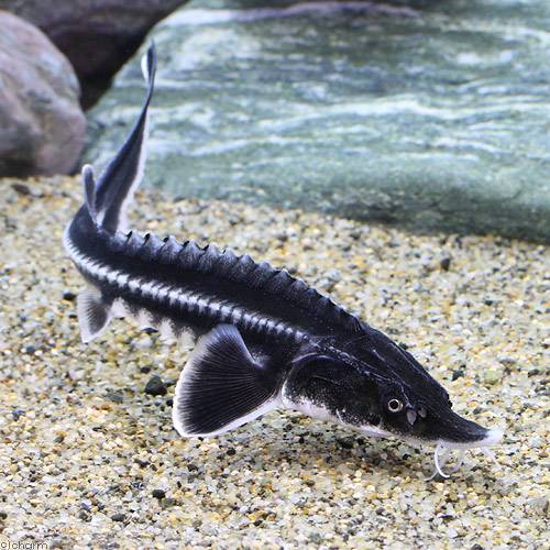 （熱帯魚）オオチョウザメ（1匹）　北海道航空便要保温