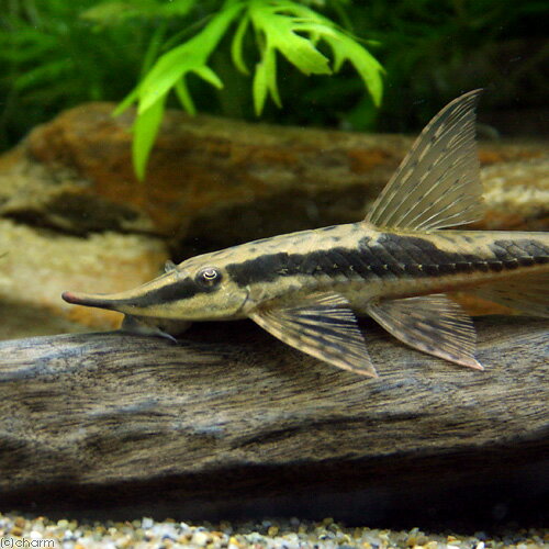 （熱帯魚）ストゥリソーマ・ロストラータム　アルイ（1匹）　北海道・九州航空便要保温