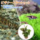 （熱帯魚）（水草）ビギナースタートセット　ラスボラ・ヘテロモルファ（6匹）　＋クーリーローチ（3匹）　北海道・九州航空便要保温