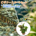 （熱帯魚）（水草）ビギナースタートセット　ラスボラ・ヘンゲリー（6匹）　＋クーリーローチ（3匹）　北 ...