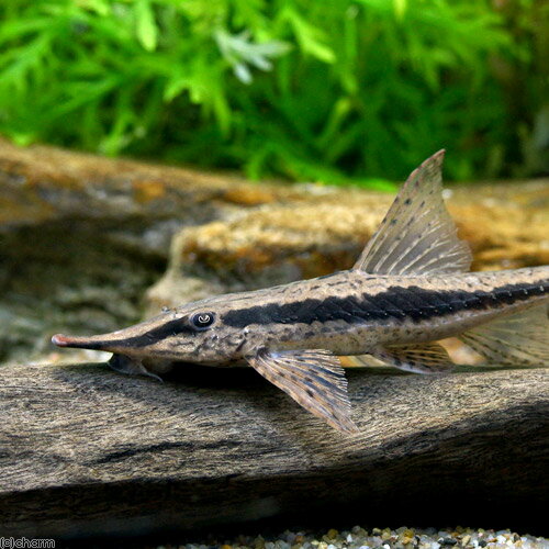 （熱帯魚）ストゥリソーマ・ニグリロストルム（1匹）　北海道・九州航空便要保温