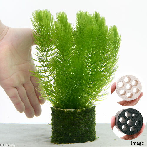 �ʿ���˥ϥ˥��ॷ���륿�����ޥĥ⡡DX��̵�����ˡ�1�ġ�