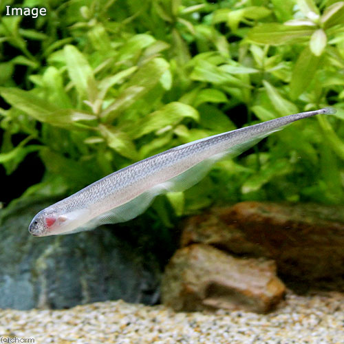 （熱帯魚）ソクラテス・ナイフフィッシュ（1匹）　北海道・九州航空便要保温