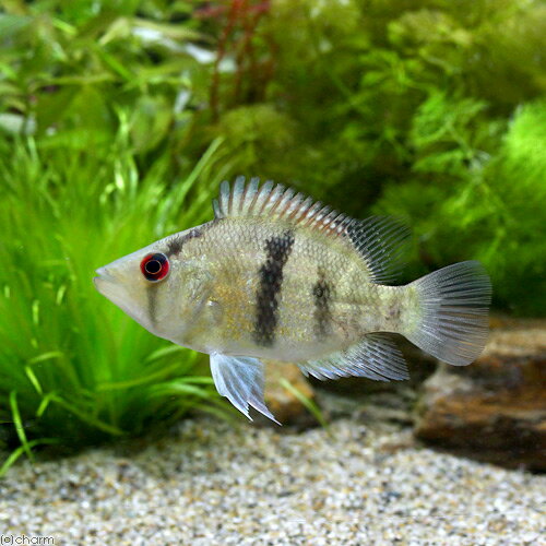 マイアシィ・バスケットマウスシクリ...