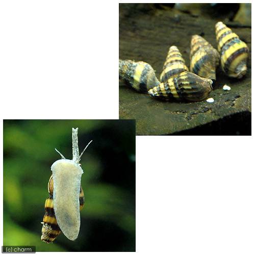 �ʥ��ӡ����˥��顼�����͡����10ɤ�ˡ��̳�ƻ���彣�Ҷ������ݲ�