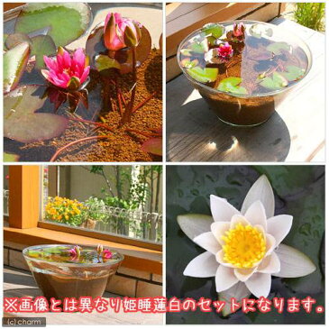 (ビオトープ)(めだか)姫スイレン(白)+楊貴妃メダカ ガラス鉢セット白(説明書付) 本州四国限定